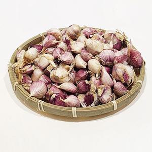 여수 돌산 햇마늘 상 100개 3kg 한접 남도종 주대마늘