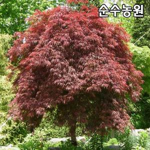 수양홍단풍, 공작단풍나무 묘목 R3cm(분)/정원수/조경수