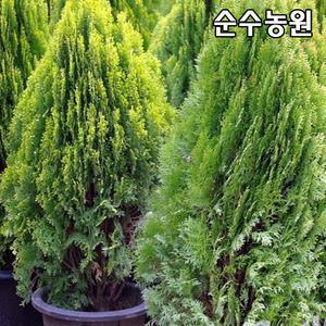 황금측백나무 묘목 키60~70cm(분)/상록수/산소/정원수/조경수