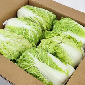 [업소용 품질보장] 수입 손질배추 통배추 생배추 15kg