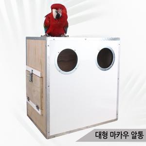 대형 마카우 알통 앵무새 홍금강 청금강 번식용 A48