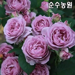 장미특선 땅장미 묘목, 시노부레도 삽목15cm 사각화분 1개/꽃나무