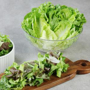 [행사 9,710원] 식감이 다른 아쿠아포닉스 쌈채소 아쿠아포닉스 500g 6종 샐러드 당일수확