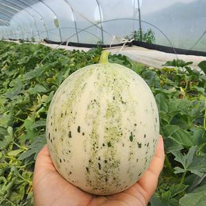 당일작업 고령 백자 멜론 2kg(2-3과)