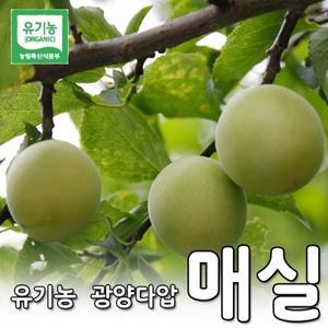 [무지개작목반]광양다압유기농매실5kg(특)(33-35mm)
