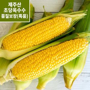[고당도 맛보장]제주 햇빛 머금은 프리미엄 아삭 달콤한 초당 옥수수 특품 5개 (15cm 내외)