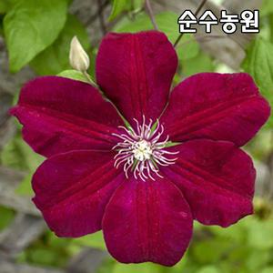 클레마티스나무 묘목, 루지카디널 P9포트 1개/큰꽃으아리 모종/덩굴식물