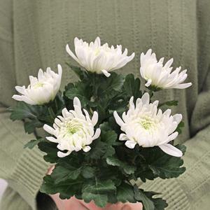 마이플랜트 성묘 생화 국화 헌화 산소꽃 납골당 제사 명절 벌초 묘지 수목장 준비물