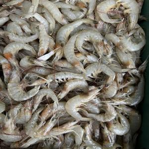 당일 조업 신선한 생물 중하새우 2kg  100% 자연산