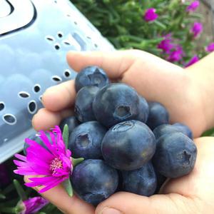 생블루베리 특품1kg(18mm이상)국내산