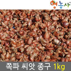 쪽파종구 1kg 쪽파종자 씨