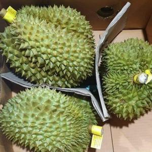 몬통 생 통두리안 9kg내외 (3-4수)