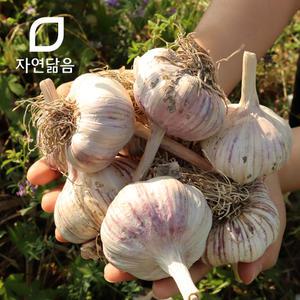 자연닮음 2025 국산 햇 밭 저장 씨 종자 장아찌용 통마늘 3kg
