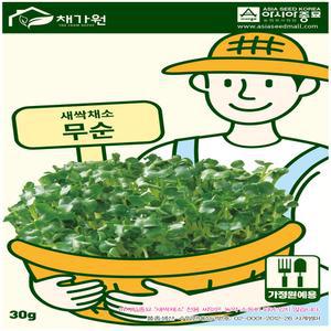 아시아 무순이 새싹채소 씨앗 30g