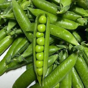 2025년 햇 껍질 국산 완두콩 풋콩 신선포장 1kg 2kg