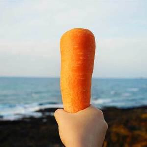 제주 구좌 세척 당근 [못난이] - 10kg
