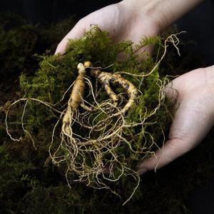 산양 산삼 7-8년산 건강용 10뿌리 강원도 야생 산양삼 장뇌삼