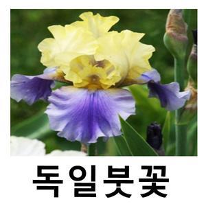 독일붓꽃 꽃구근 저먼아이리스 블루옐로우 구근 3개묶음