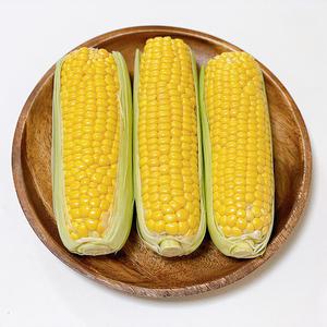 아삭후르츠 껍질채 초당옥수수 중품 9cm이상 20개