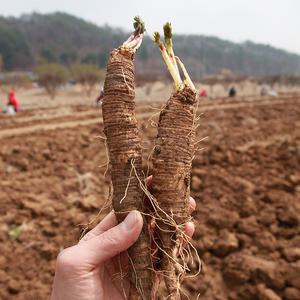 강원도 횡성 햇더덕 대 500g(13~18개)/3년근이상