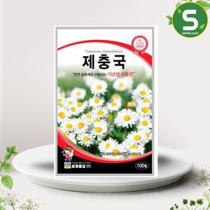 제충국씨앗 100립 천연 살충제 다년생 꽃씨앗 종자