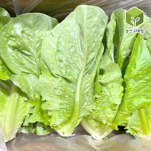 로메인 통로메인 로메인상추 특수야채 모듬쌈채소 2kg