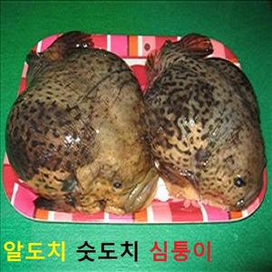심퉁이 알도치 숫도치 생물 또는 냉동