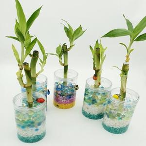 DIY수경재배식물심기(개운죽)5인