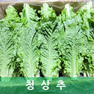 청상추 장수 상추 2kg 야채맘