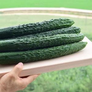 국내산 신선한 가시오이 5kg