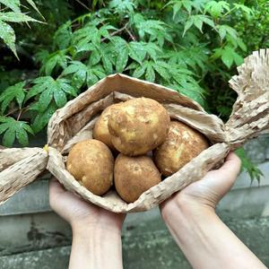 [품질보장] 25년 하우스 햇감자 2kg 3kg