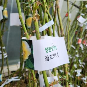 [무 배] 덩굴장미(대) 노랑 골드바니 2025 새상품
