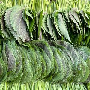 경남 밀양 당일수확 찹찹이 깻잎 1kg(400~500매)