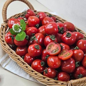 파프리카를 닮은 신품종 루비벨 방울 토마토 2kg