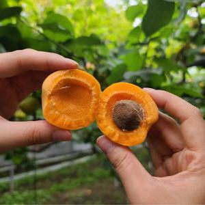 국내산 살구 새콤달콤 햇살구 500g 1kg