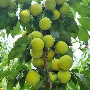 (6월8일부터 순차출고 ) 순천 매실 청매실 왕특 5kg 10kg (36-34mm) 산지직송 매실장아찌 피클 매실청 ...