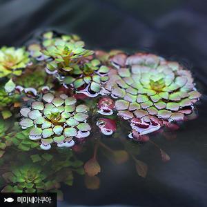 루드위지아 세디올데스 1줄기 (부상수초 수생식물)