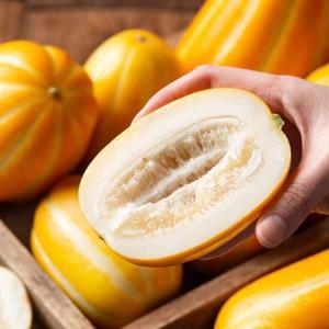 [농협] 한입에 반한 참외 3kg(특품/대과/7-10과내)