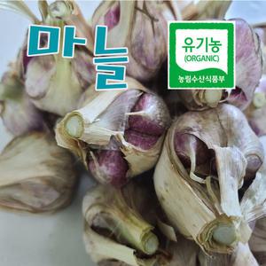 유기농마늘1kg 햇마늘 통마늘 풋 벌마늘