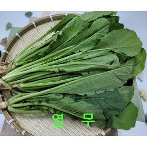 열무 4kg 내외 박스 야채맘