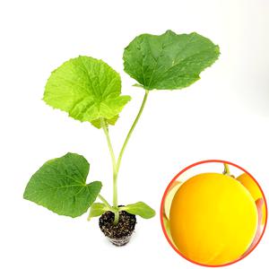 파머씨드 황금 멜론 모종 4개 노란메론 노랑멜론