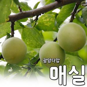 [무지개작목반]광양다압 매실10kg 대) 30-32mm)