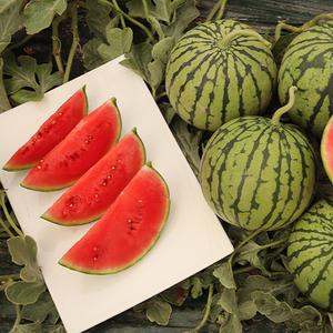 가정용 고당도 애플수박 1박스 1.5KG 이상(2-3통) 맛있는 수박