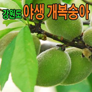 강원도 개복숭아 세척 5kg 자연산 야생 산지 직접채취 돌복숭아 산복숭아