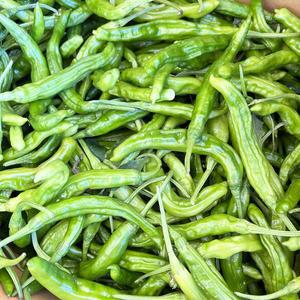 [기타]특품 햇꽈리 꽈리고추 장아찌용 안매운꽈리고추 4kg