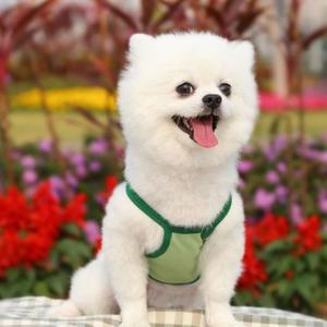 귀여운 아보카도 강아지 고양이 반려동물 애견옷 L (WFFTIKY)