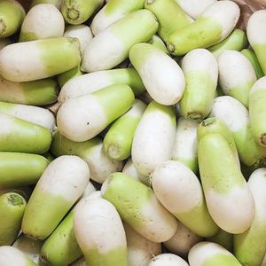 제주 햇 무 세척무 (정품무) 5kg (3-6수) 월동무