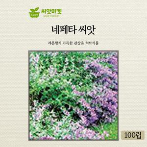 가든 네페타 허브씨앗 100립 다년생 허브씨 종자