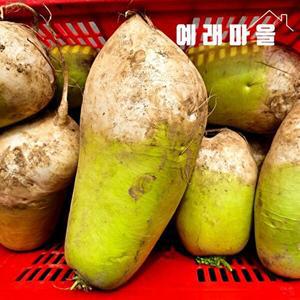 [식탐대첩]예래마을 제주 흠집 못난이 흙 무우 10kg