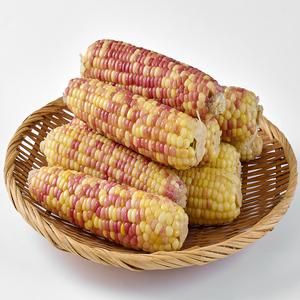 [홍찰옥수수]찰기가득 쫀득하게 쪄서 급속냉동 특대(16~18cm)10입2.4kg